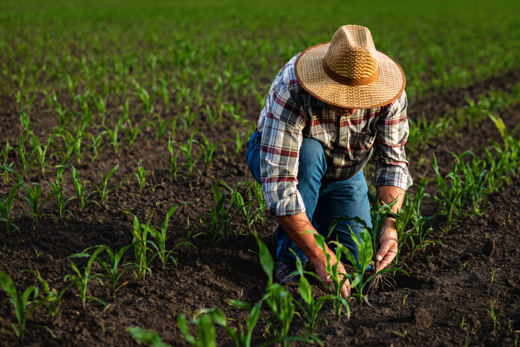 Senior farmer standing in corn field examining crop in his hands at sunset.